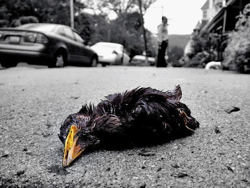 Фото птиц убитых электротоком.